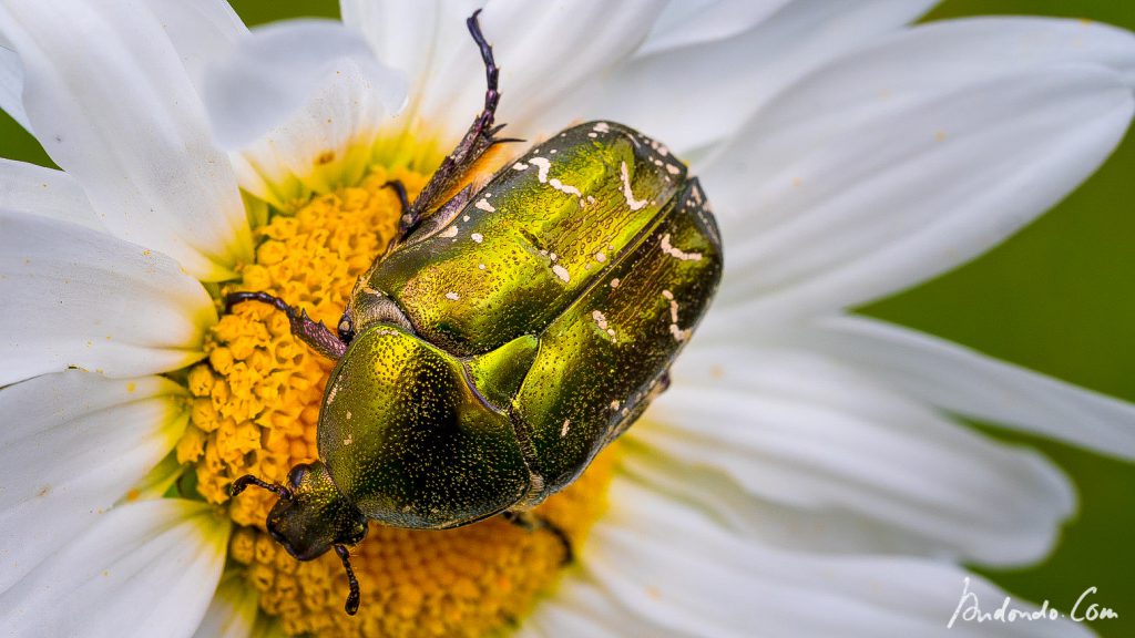 Goldglänzender Rosenkäfer auf Margerite