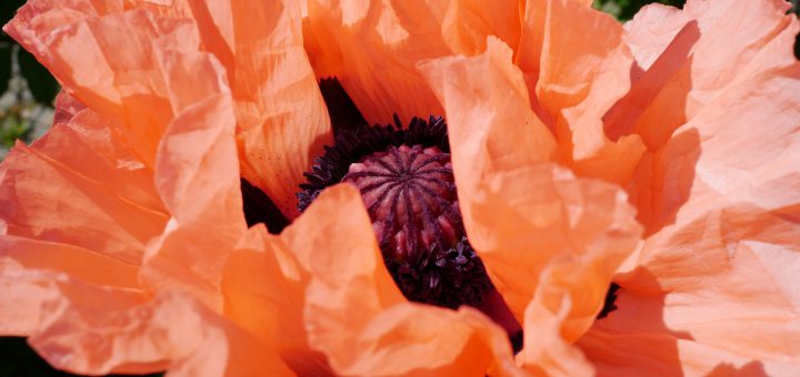 Türkischer Mohn blüht auf