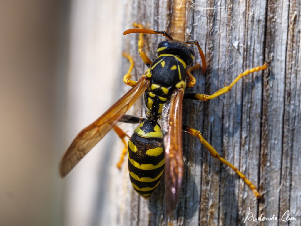 Wespe beim Holzraspeln