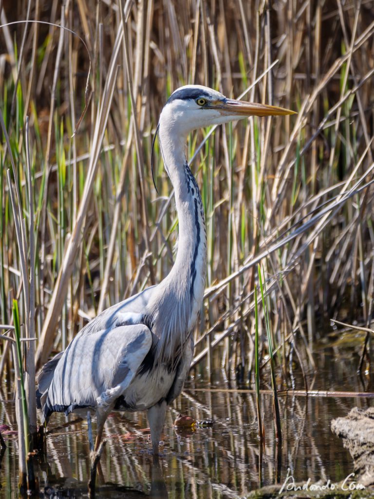 Graureiher im Grunewald