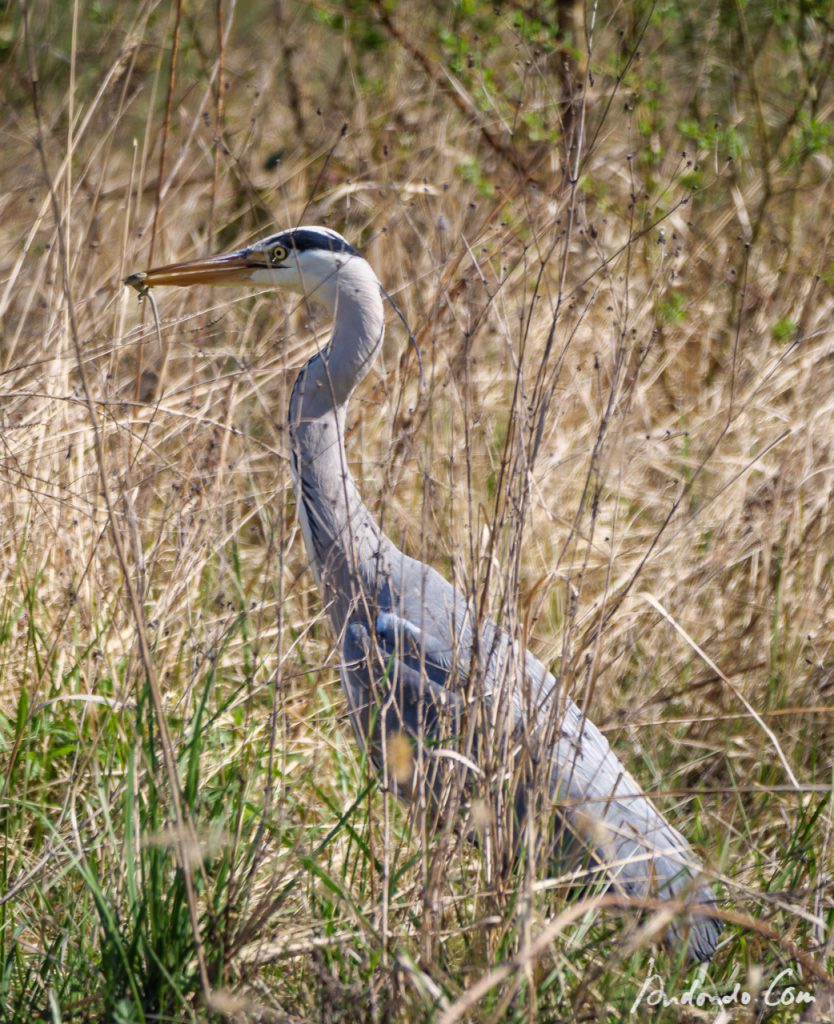 Graureiher im Grunewald mit Eidechse