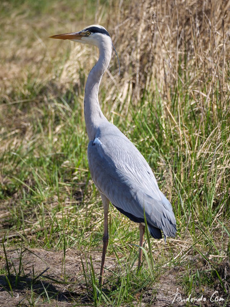 Graureiher im Grunewald