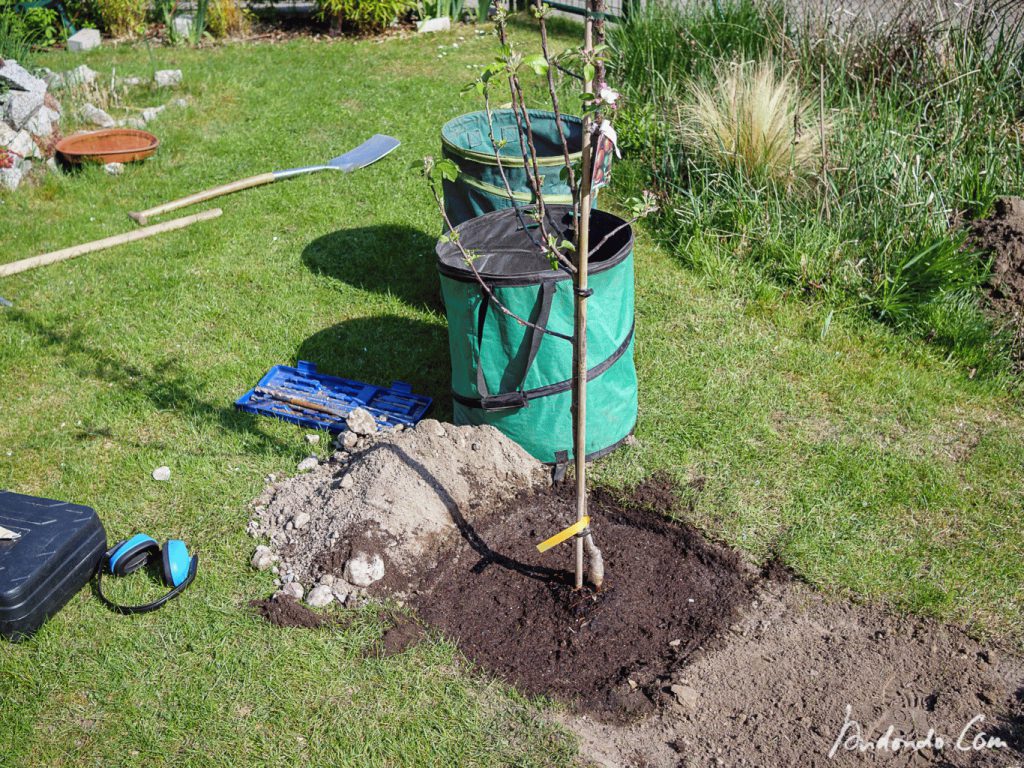 Neuer Apfelbaum eingepflanzt