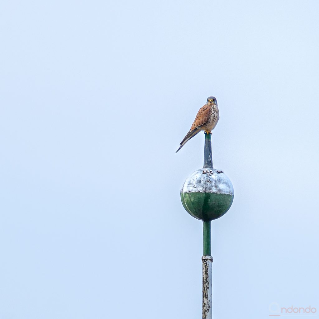 Turmfalke auf Fahnenmast