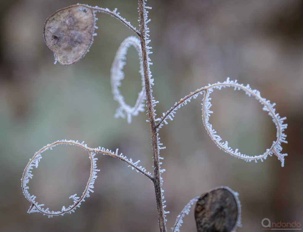 "Reifringe" des Silberblatts