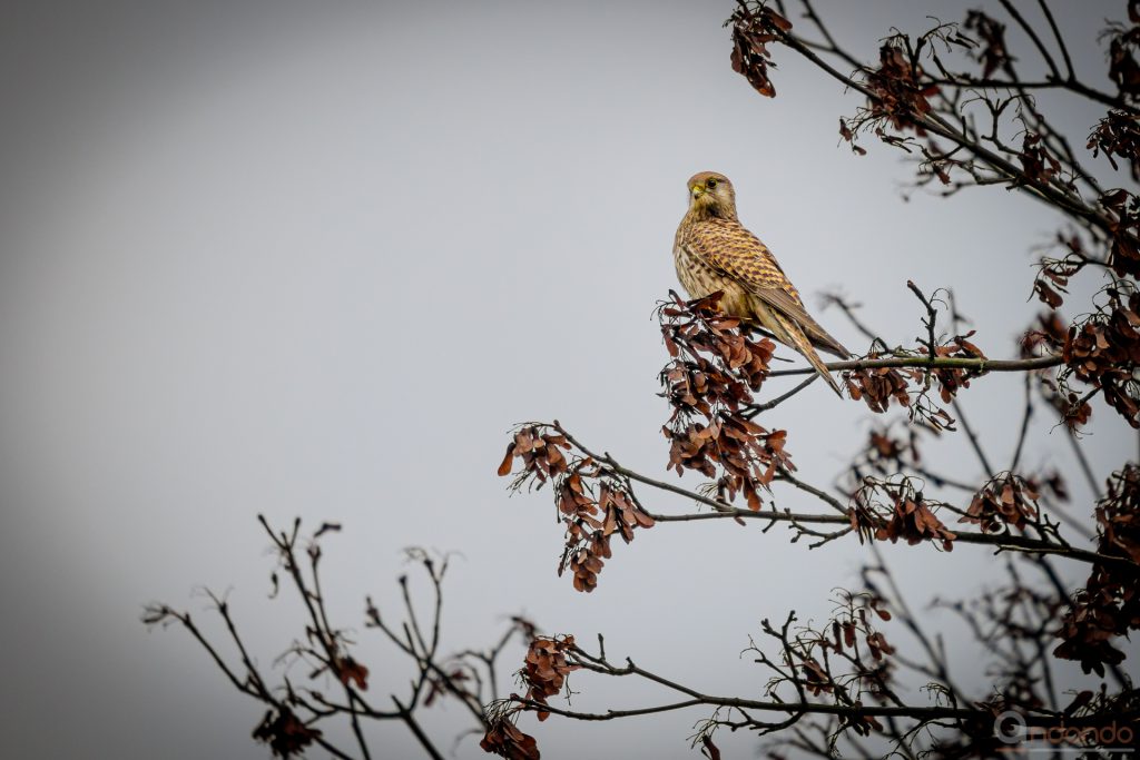 Turmfalke