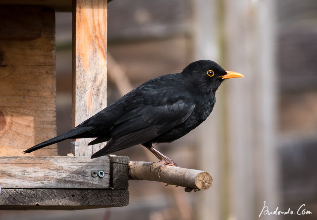 Amsel