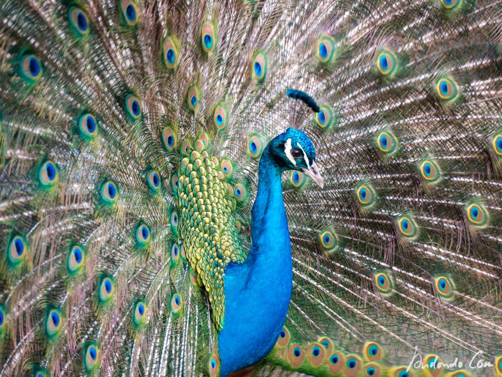 Pfau auf der Pfaueninsel