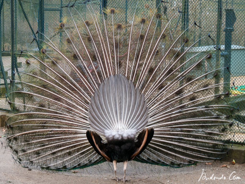 Pfau von Hinten