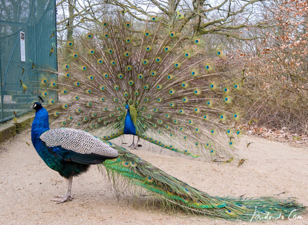 Pfau auf der Pfaueninsel - Der Sieger