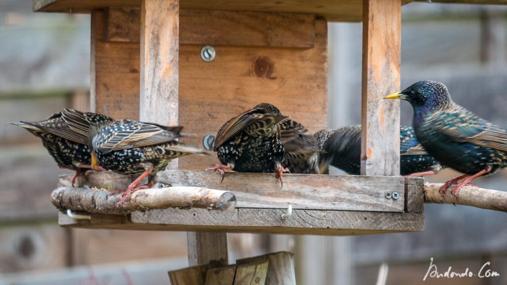 Stare am Futterhaus