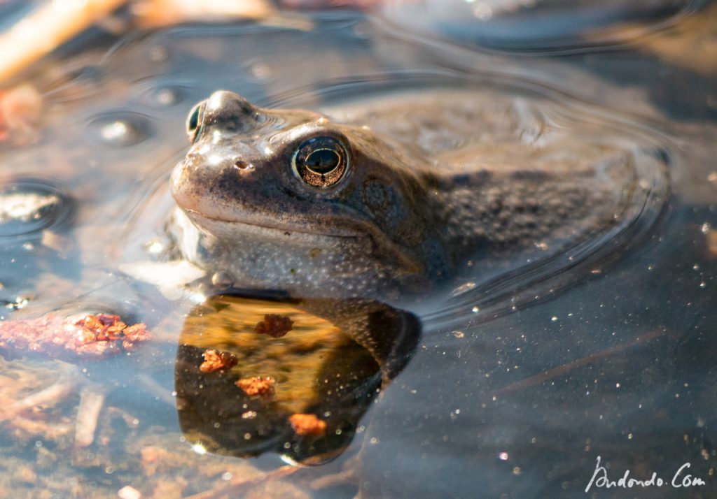 Moorfrosch