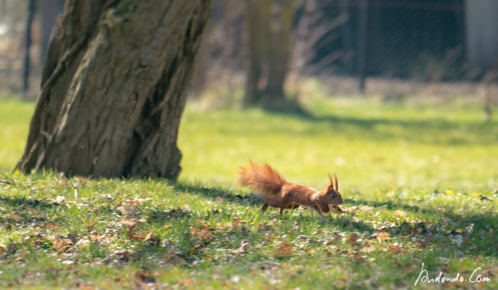 Eichhörnchen