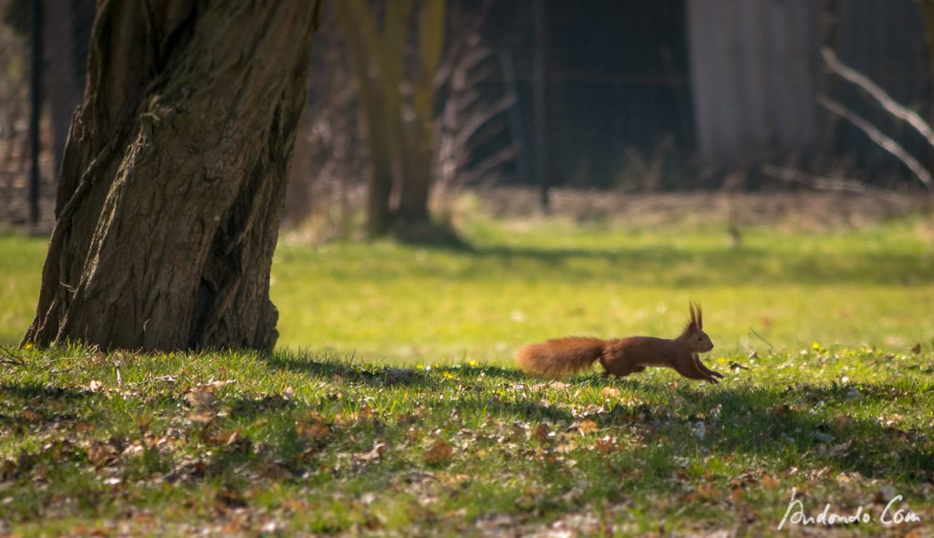 Eichhörnchen