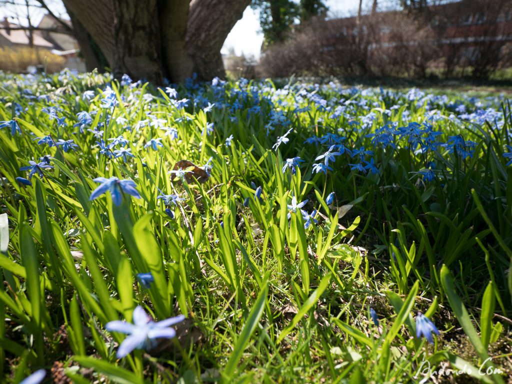 Blausternchen