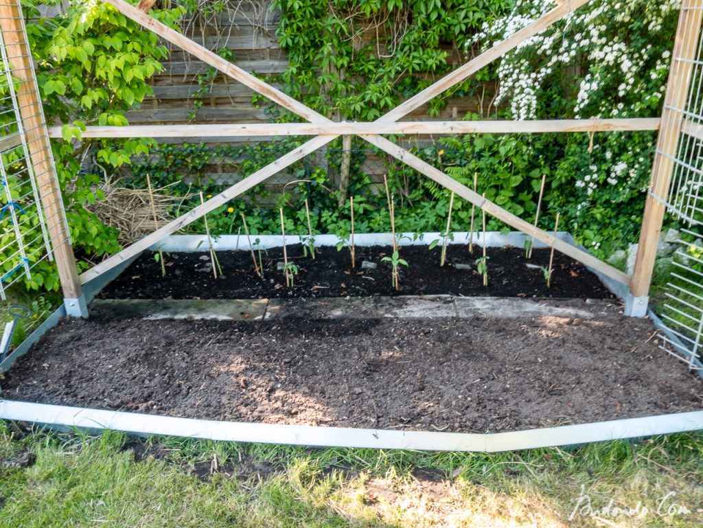 Tomatenhaus vorbereitet und Sonnenblumen gepflanzt