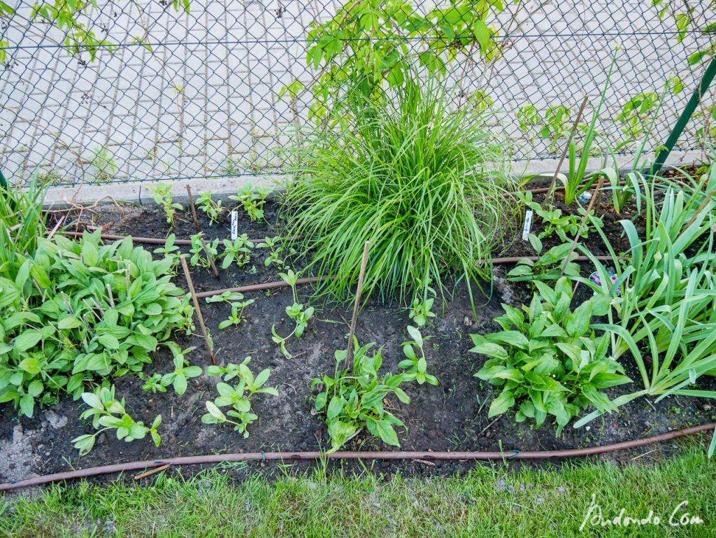 Staudenbeet gesäubert und Zinnien gepflanzt