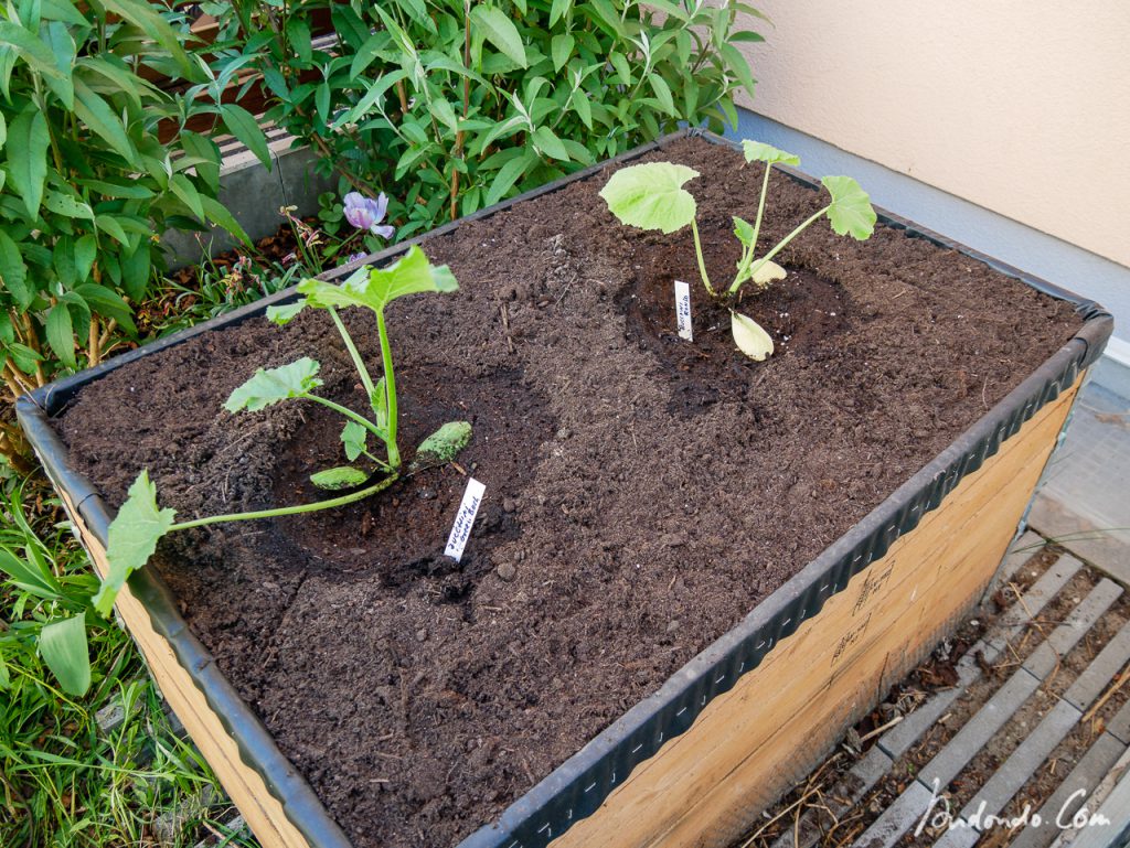 Hochbeet bepflanzt - Zucchini
