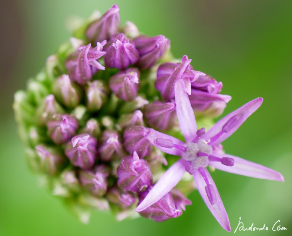 Allium