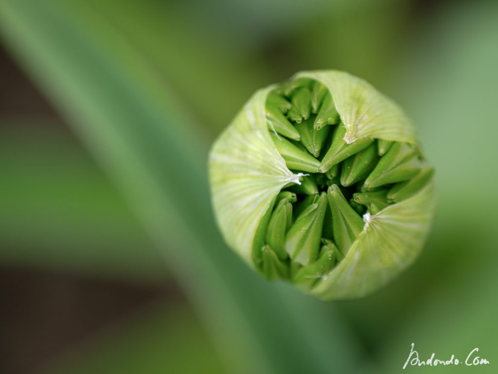 Allium