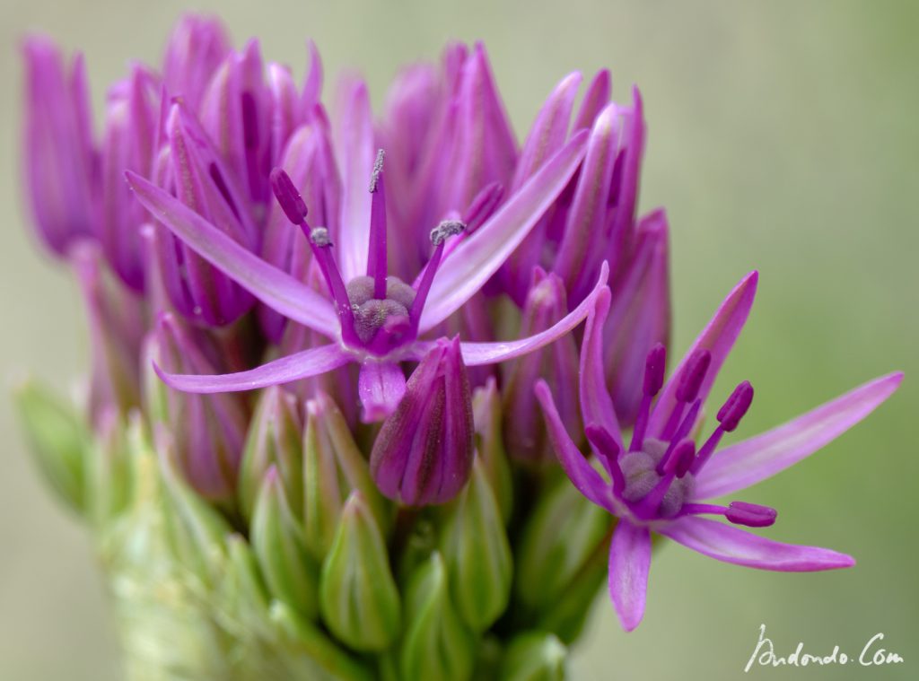 Allium