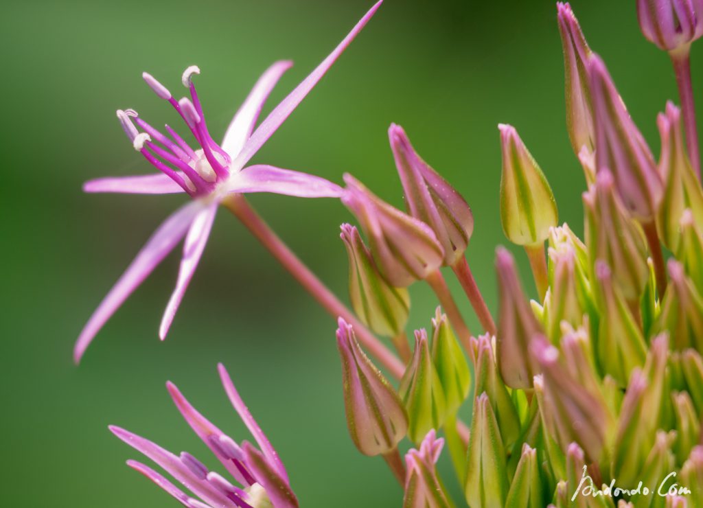 Allium