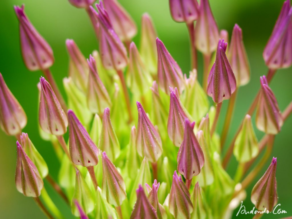 Allium