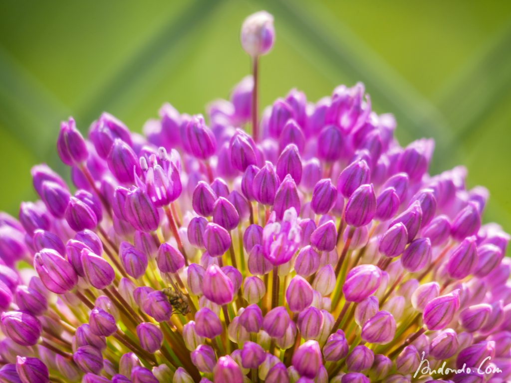 Allium