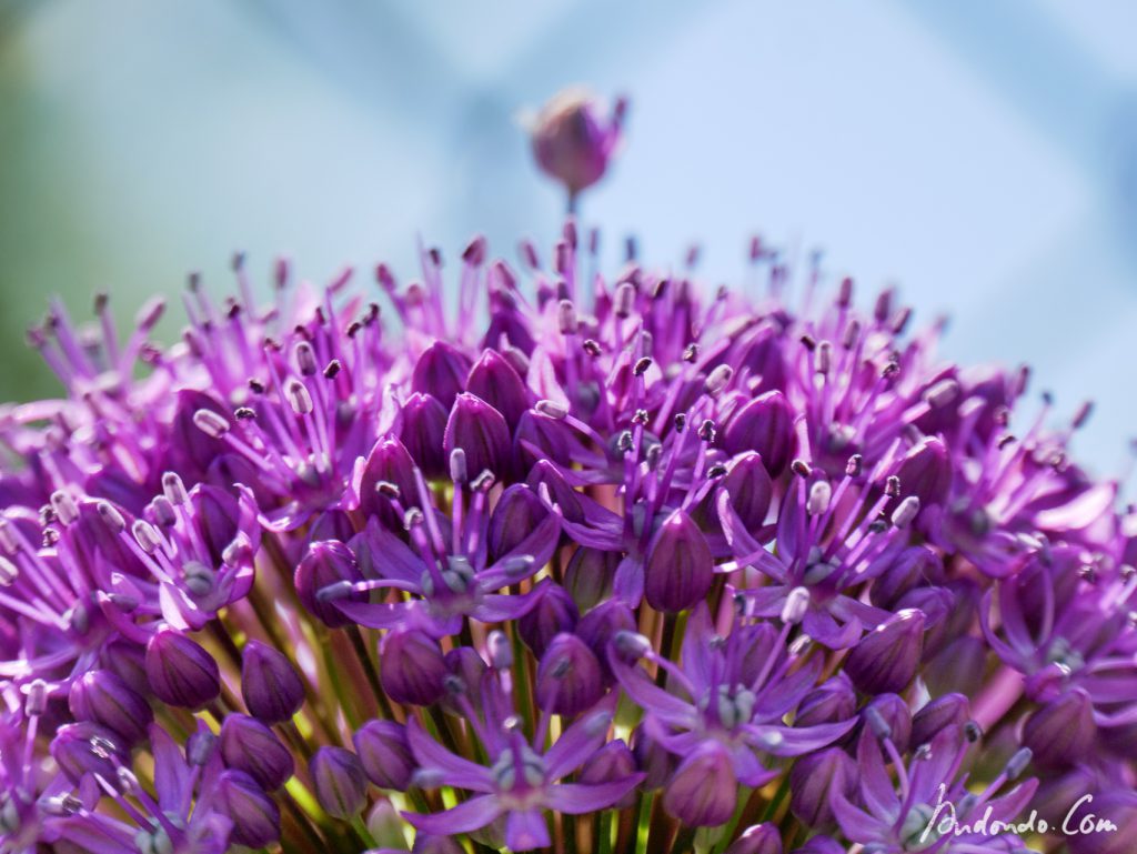 Allium