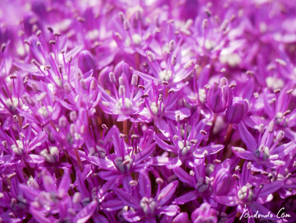 Allium