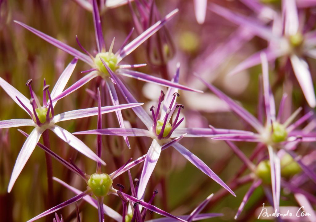 Allium