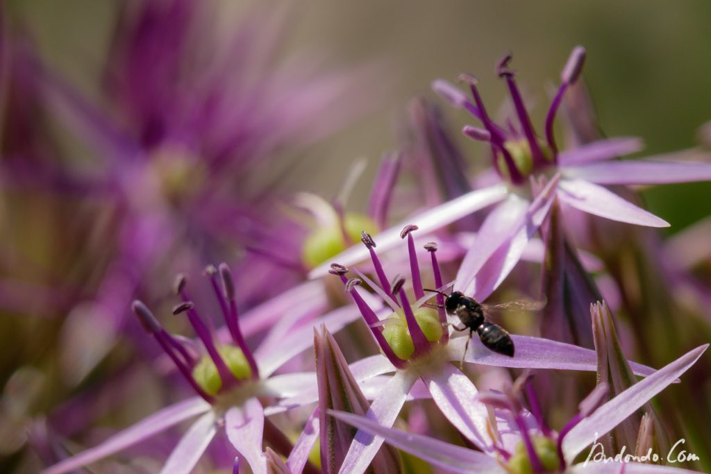 Allium mit Besucher