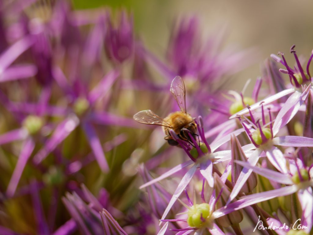 Allium mit Biene