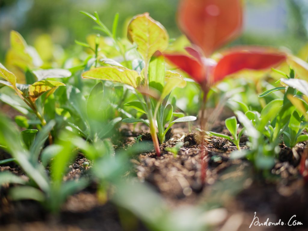 Pflanzen in der Blumenwiese