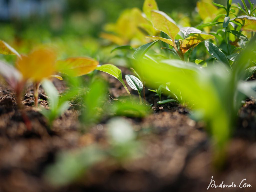 Pflanzen in der Blumenwiese