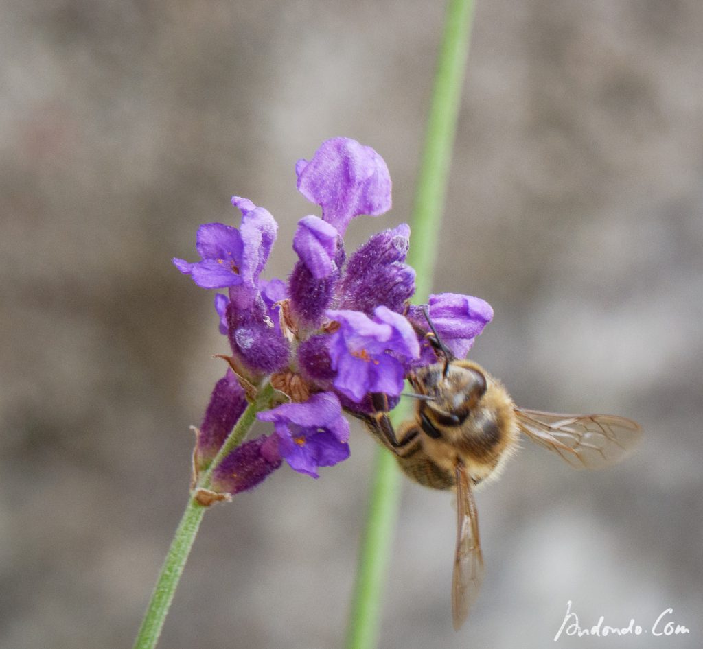 Biene an Lavendel