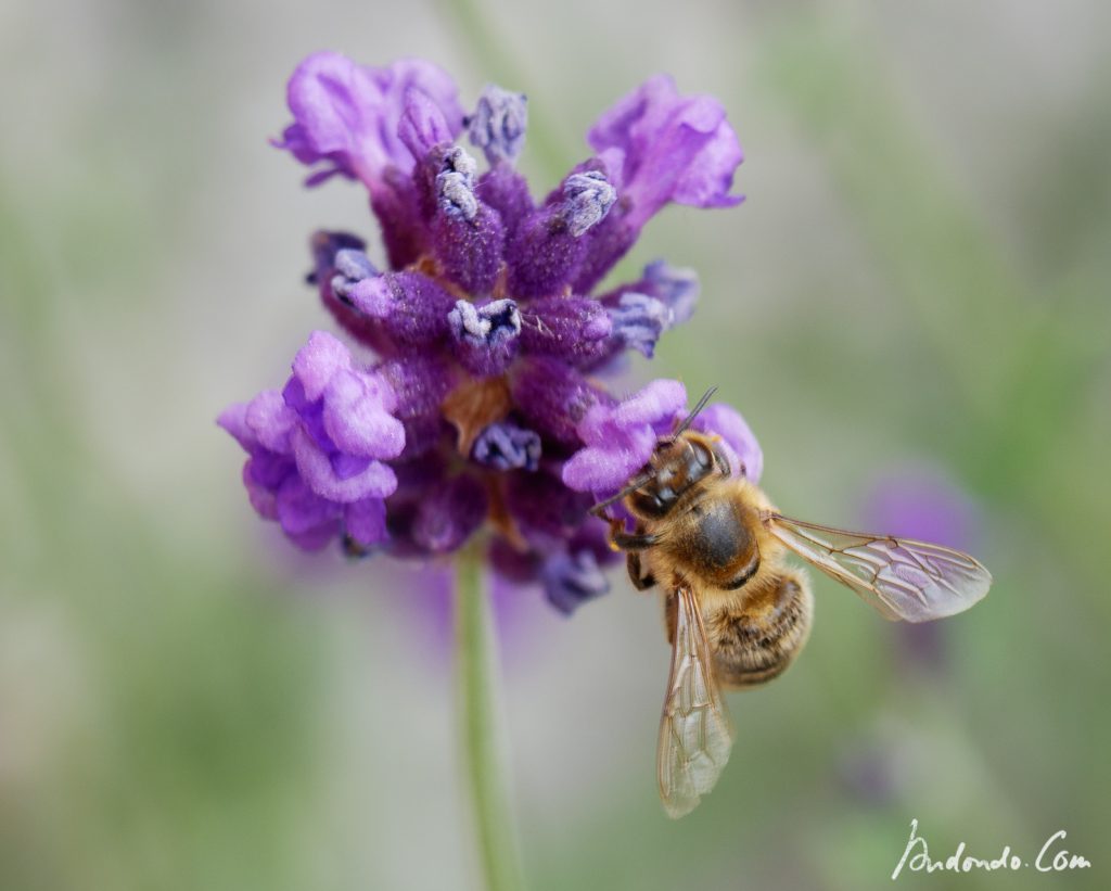 Biene an Lavendel