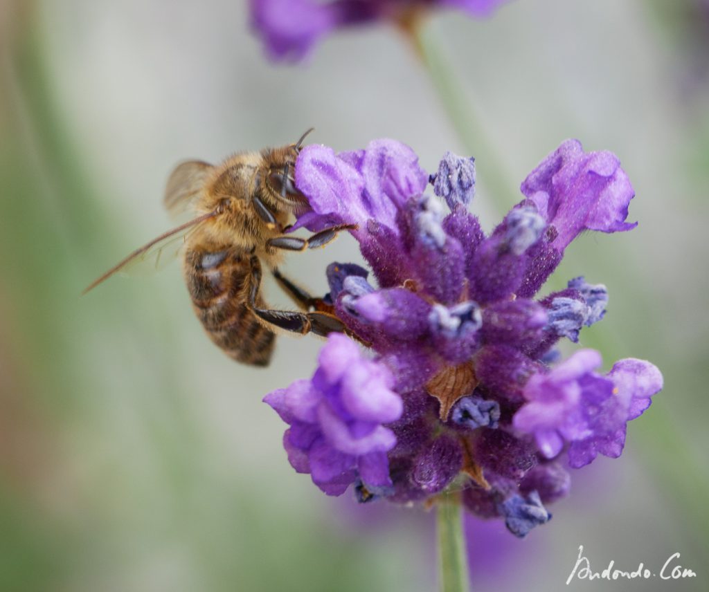 Biene an Lavendel