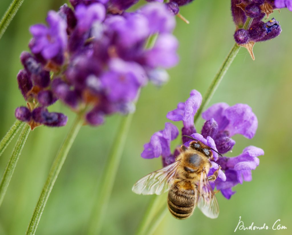 Biene an Lavendel