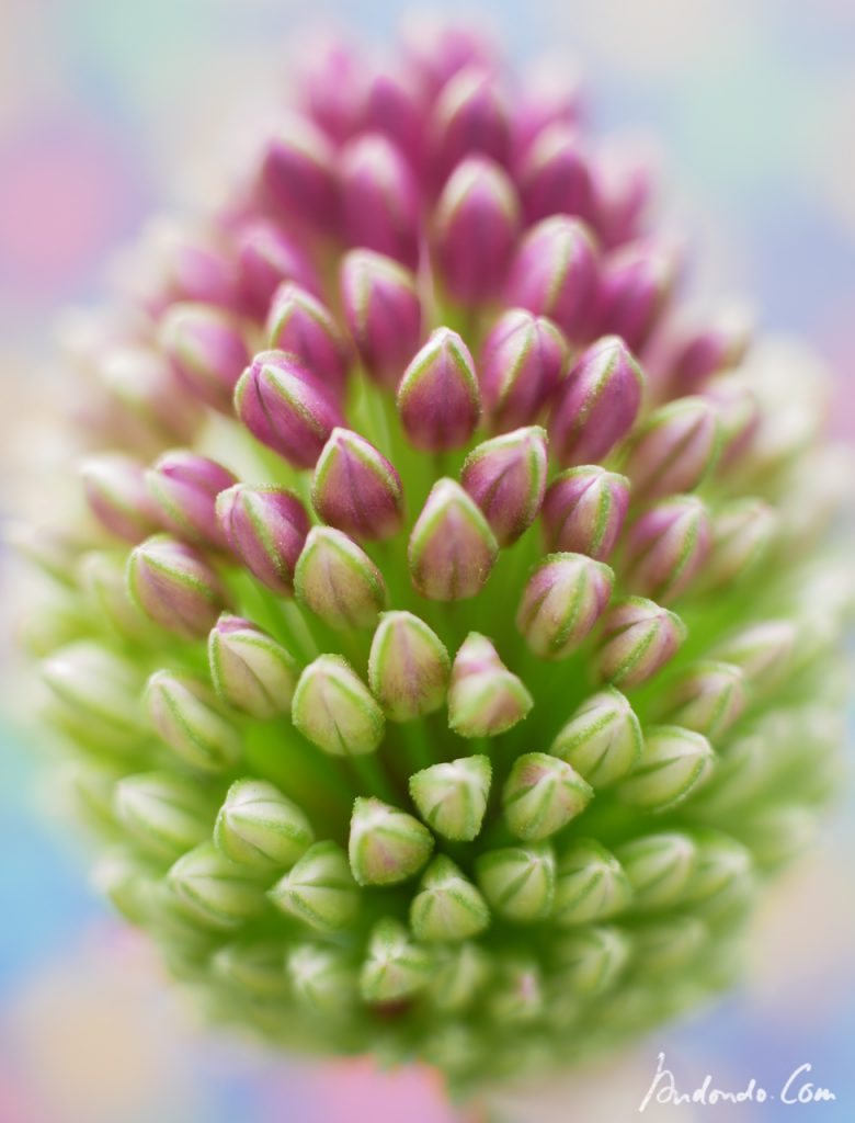 Allium "Drumstick"