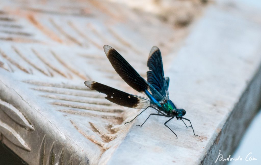 Gebänderte Prachtlibelle (Calopteryx splendens)