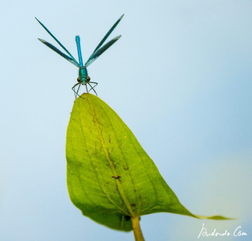 Gebänderte Prachtlibelle (Calopteryx splendens)