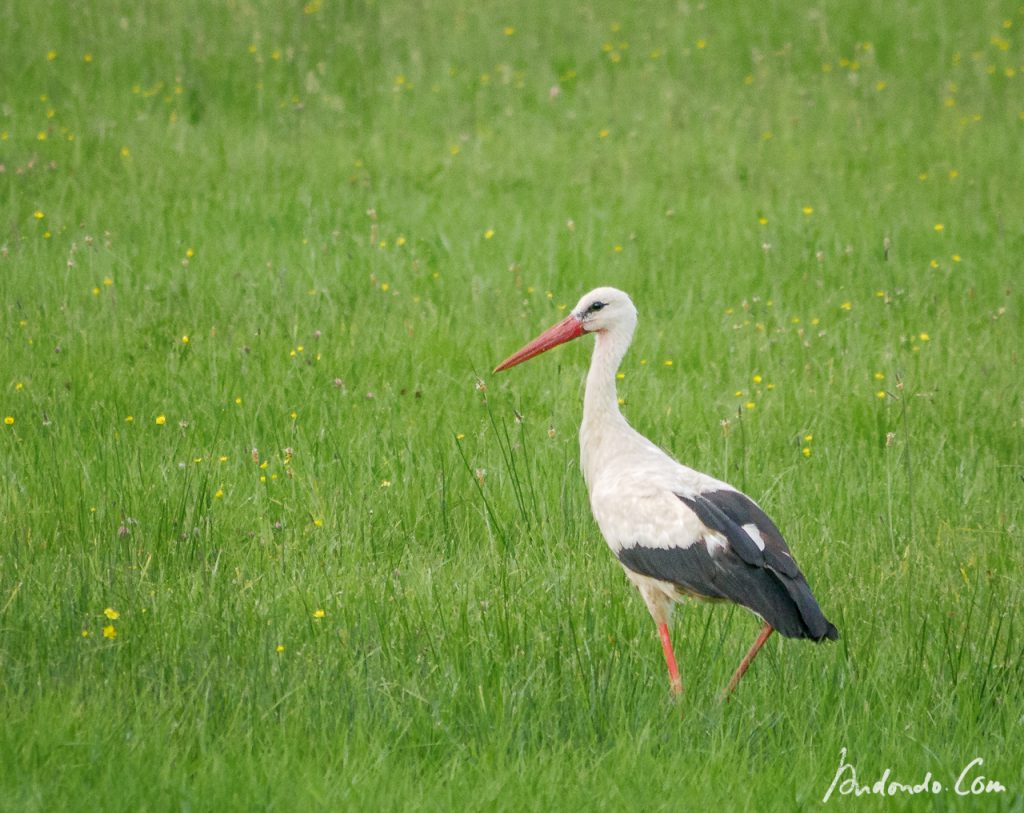 Storch