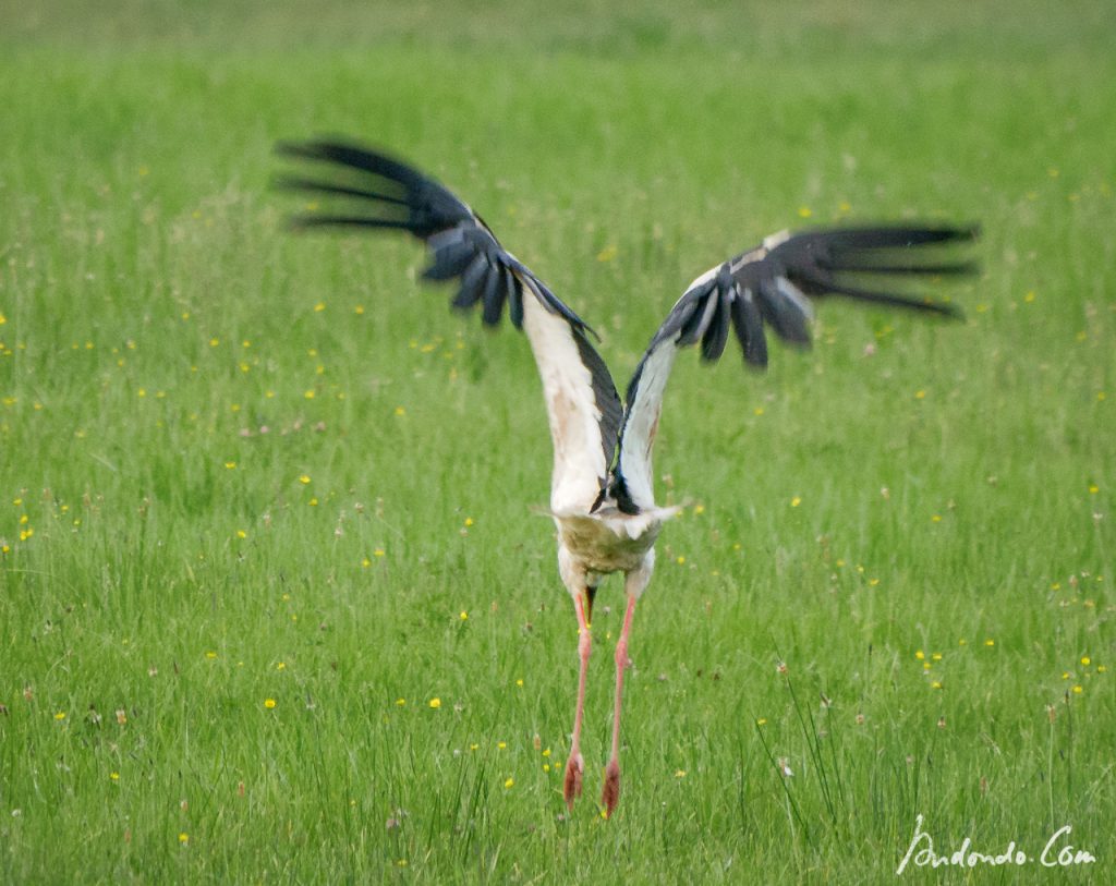 Storch fliegt ab