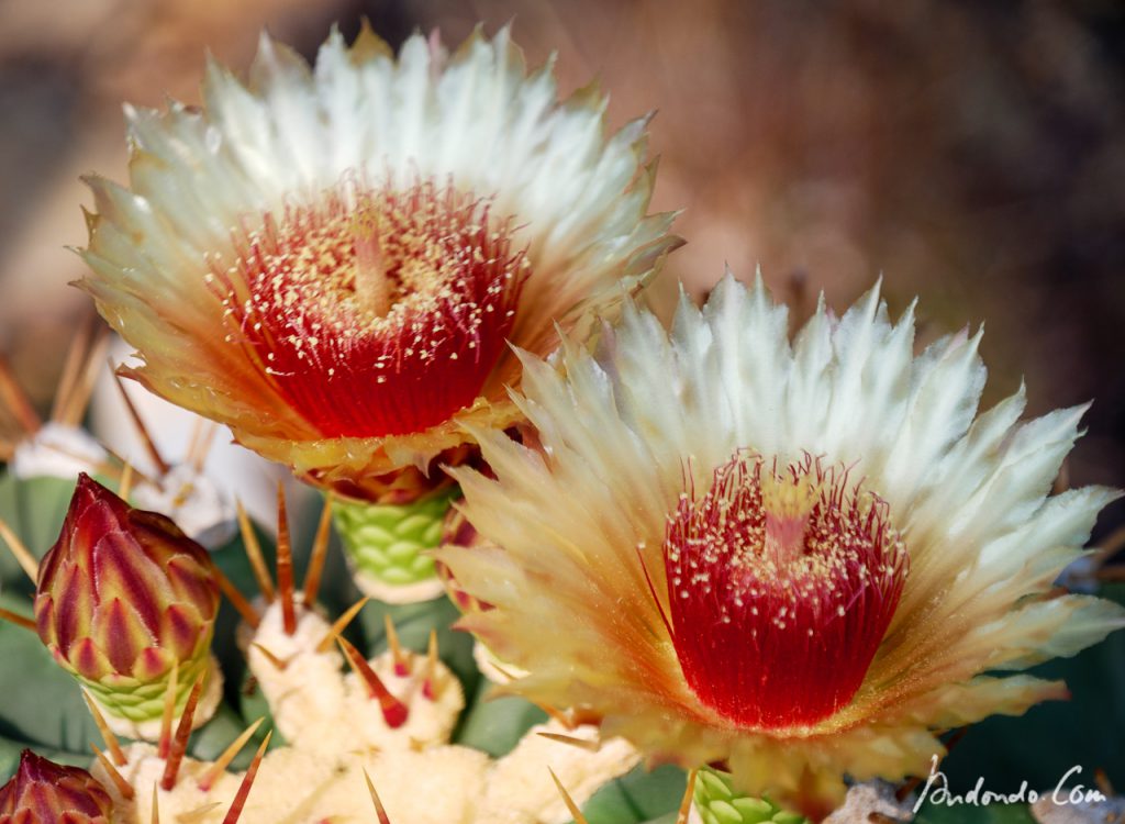 Kakteenblüte