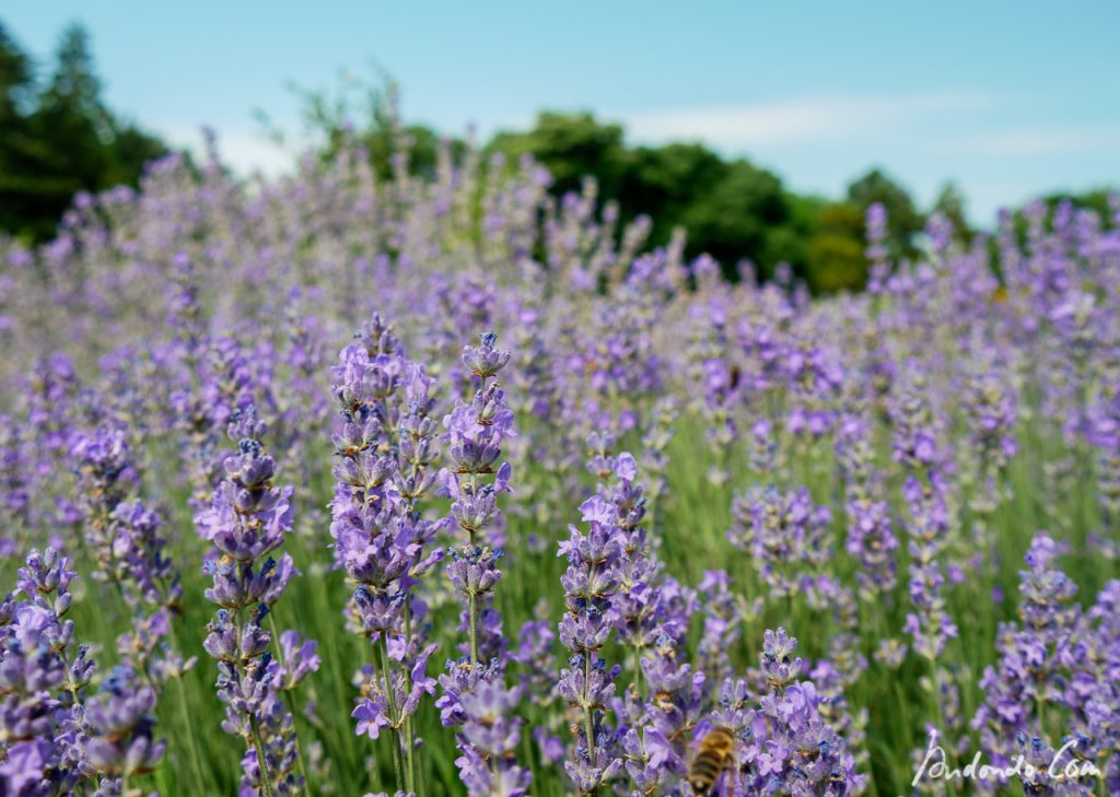 Lavendel