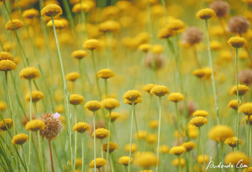 Blumen im Botanischen Garten Berlin - Craspedia?