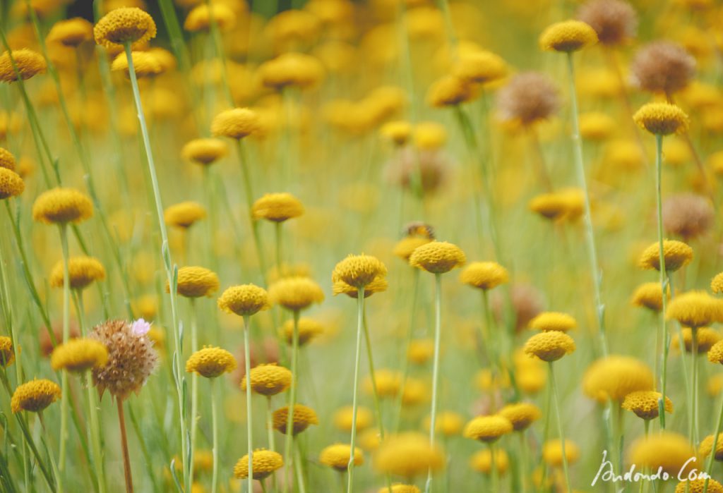 Blumen im Botanischen Garten Berlin - Craspedia?