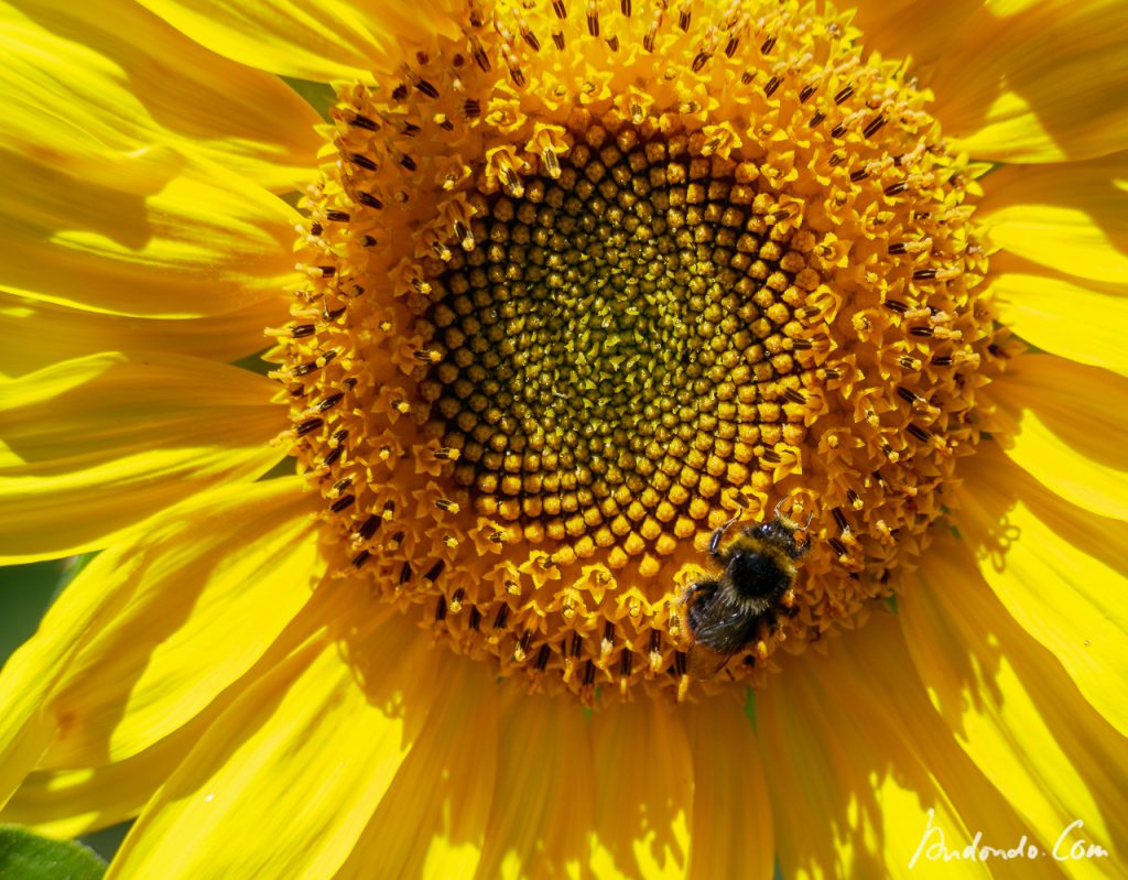 Sonnenblume