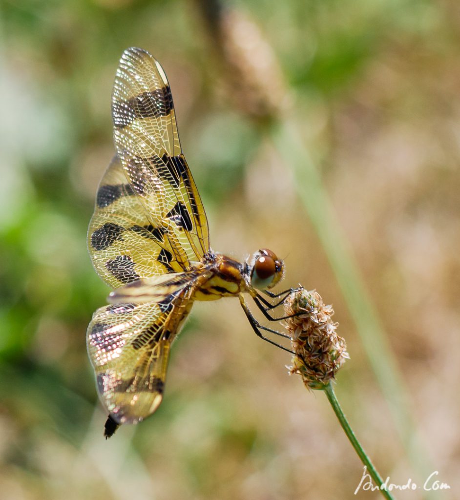 Libelle (Celithemis eponia) in Merrickville